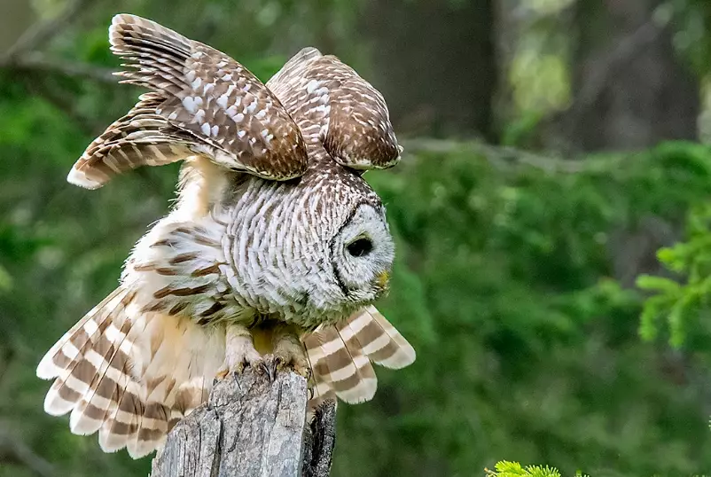 Barred Owl attack