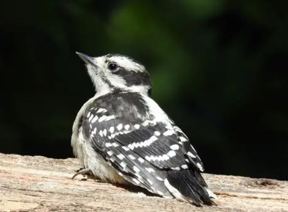 downy woodpecker baby