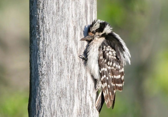 downy woodpecker fledgling