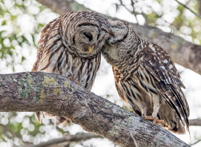 where to see barred owls