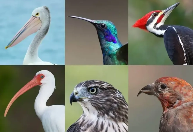 how to identify birds