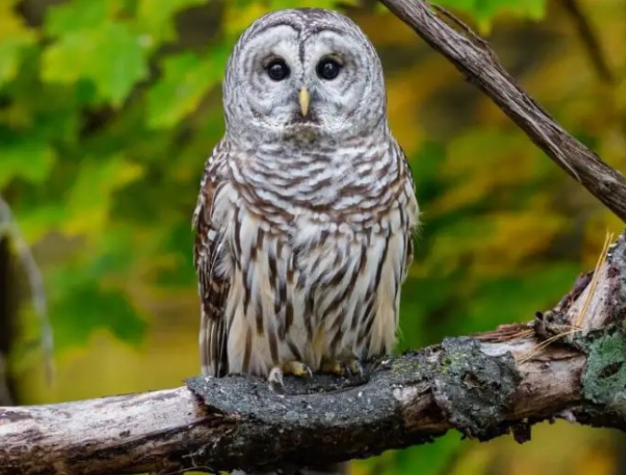 are barred owls rare