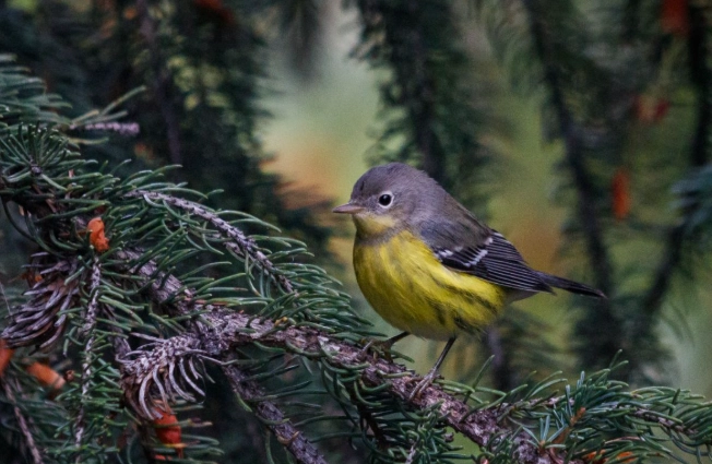 late summer bird activity late summer bird activity