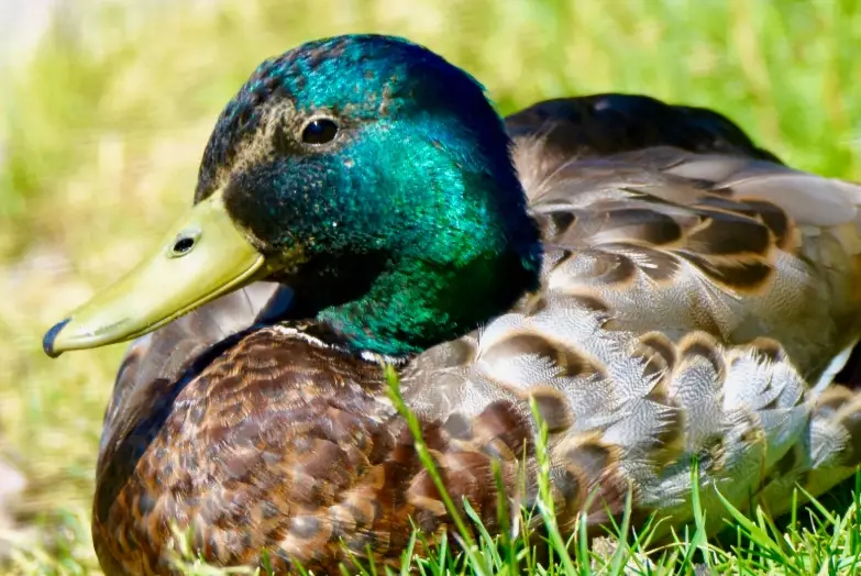 female mallard green head