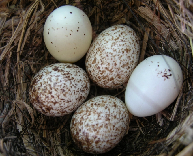how long do house finch eggs take to hatch