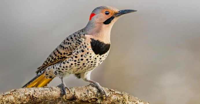 Northern Flicker symbolism