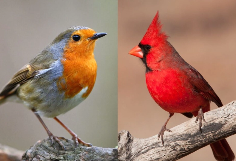 American Robin vs European Robin American Robin vs European Robin