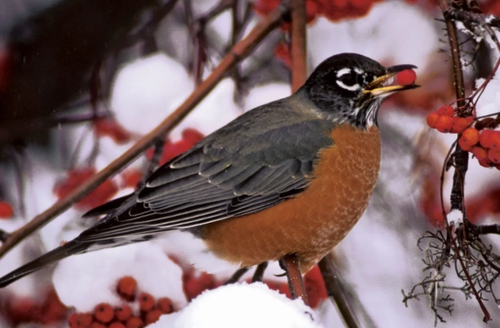 American robin bird facts