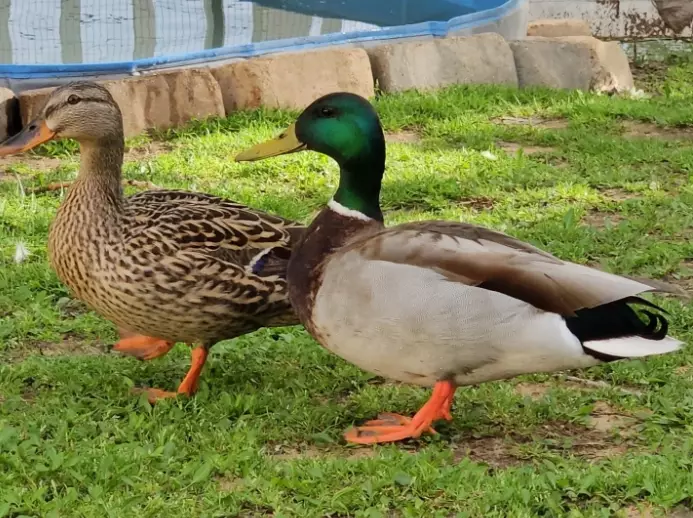 mallard duck plumage