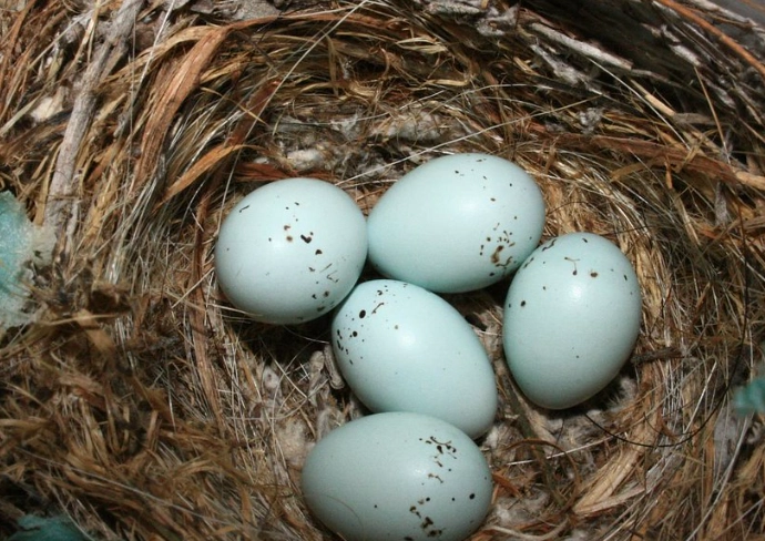 what do house finch eggs look like