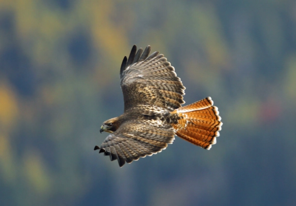 red-tailed hawk size