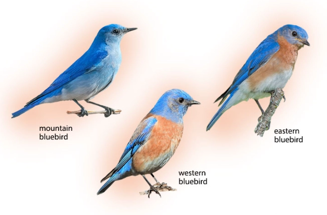 bird identification guide