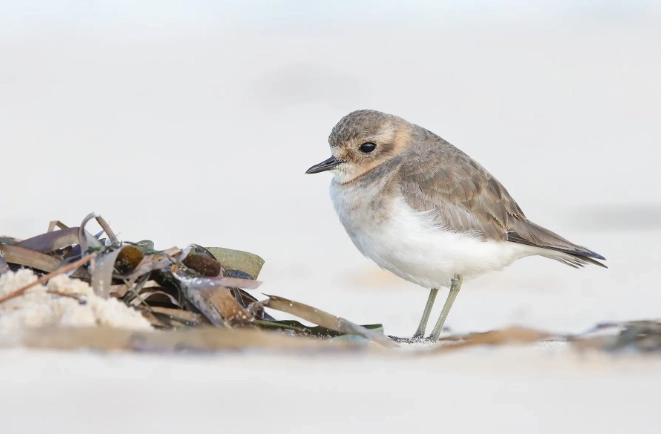 birds in August birds in August