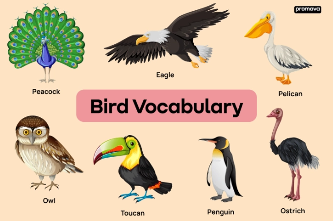 bird identification by color