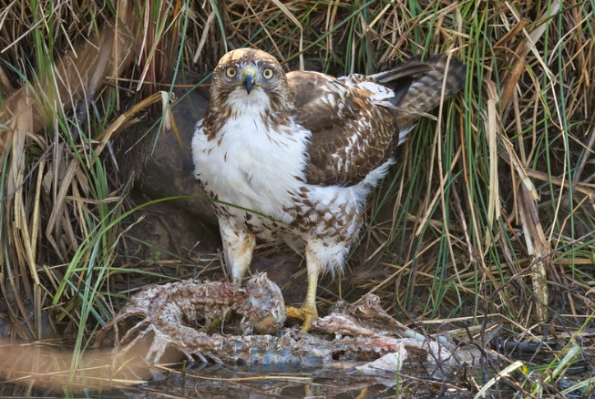 great horned owl vs red-tailed hawk