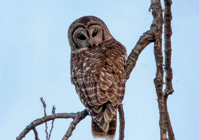 are barred owls rare