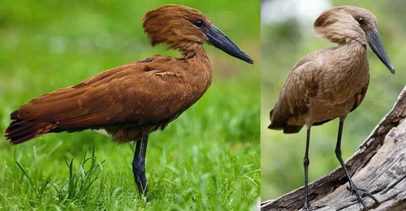 bird identification guide