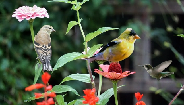 August bird watching August bird watching