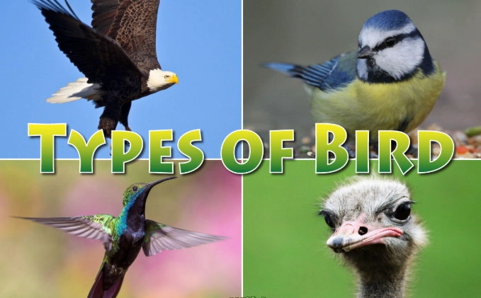 how to identify birds