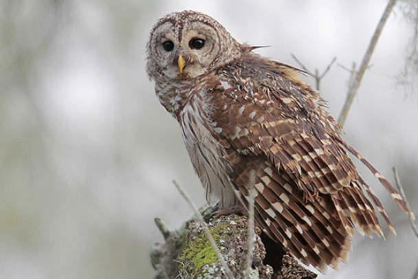 barred owl sighting