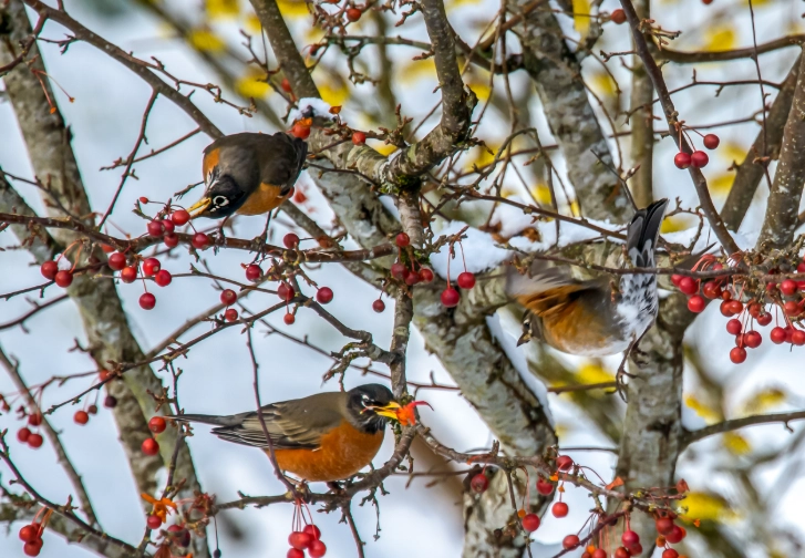 robin bird identification robin bird identification