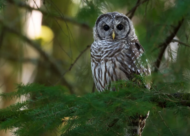 where to see barred owls