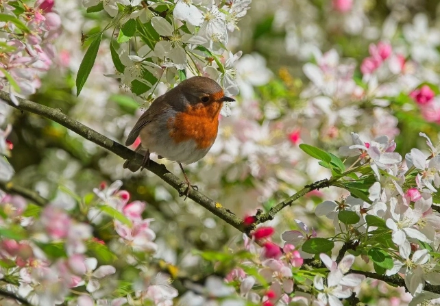 late summer bird activity late summer bird activity