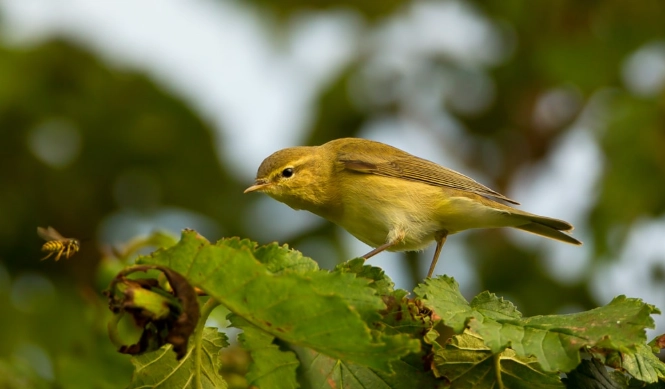 August bird watching August bird watching