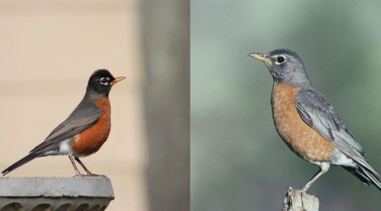 robin bird identification robin bird identification