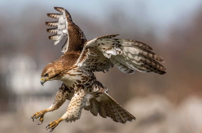 red-tailed hawk predators
