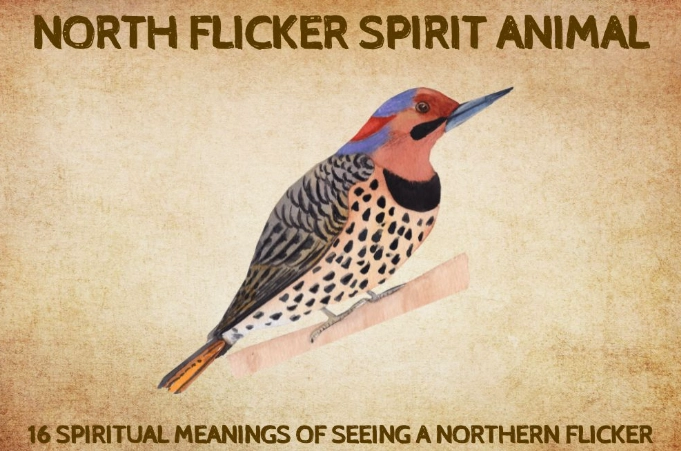 Northern Flicker symbolism