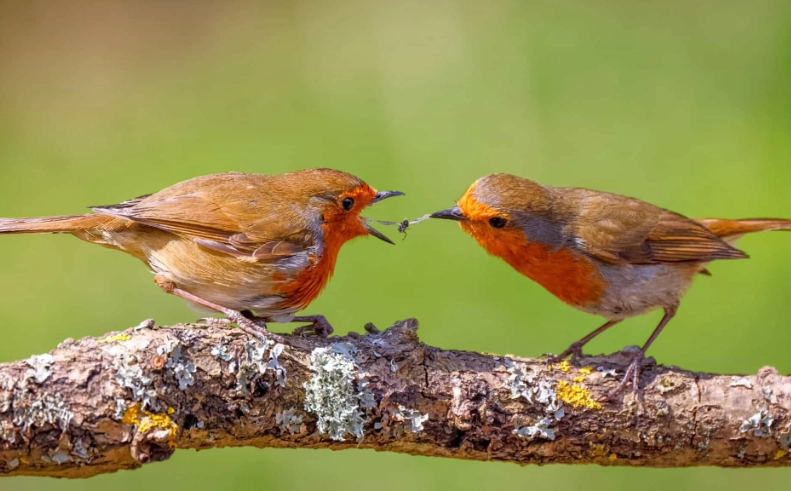 American Robin vs European Robin American Robin vs European Robin