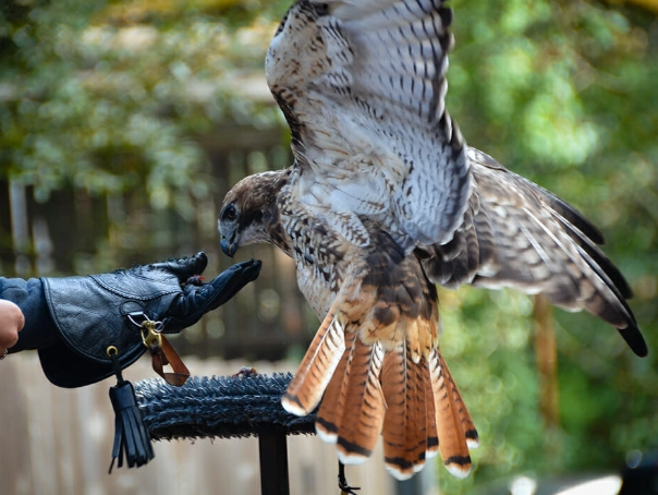 red-tailed hawk size