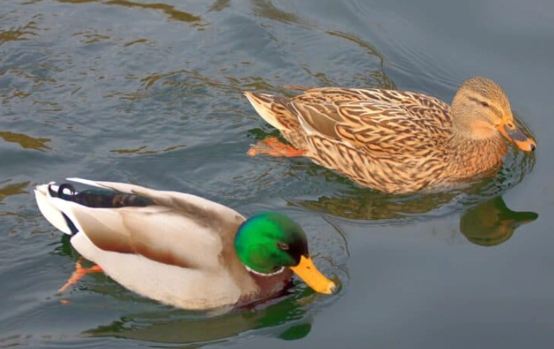 mallard duck plumage