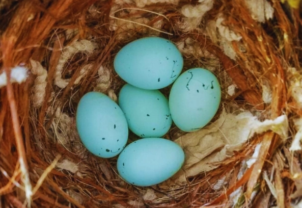 what do house finch eggs look like