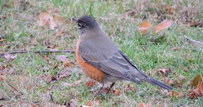 bird identification tips bird identification tips