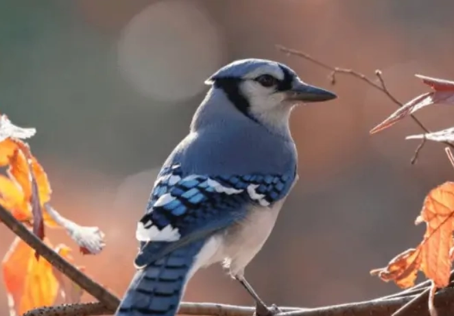 blue jay aggression blue jay aggression