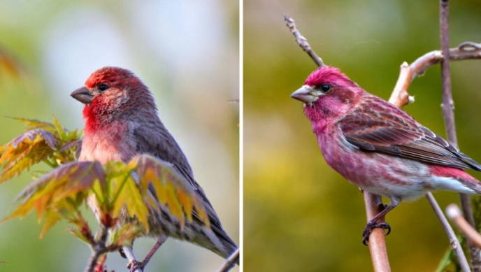 House Finch vs Purple Finch identification