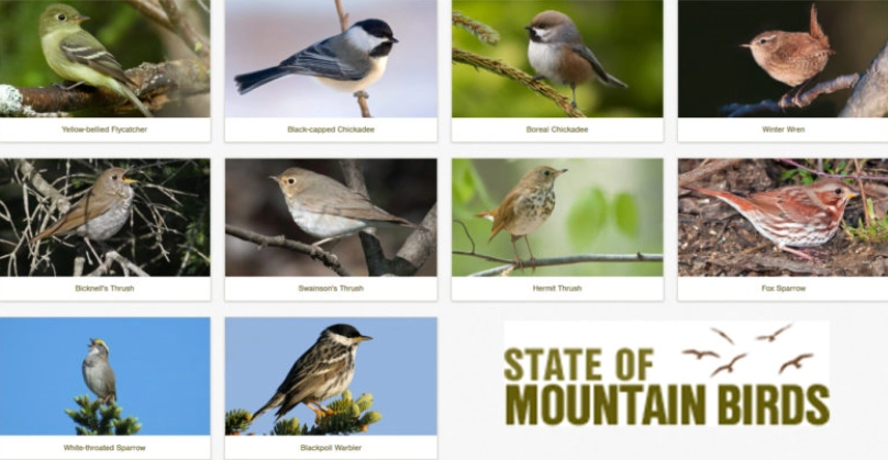 birds in mountainous regions