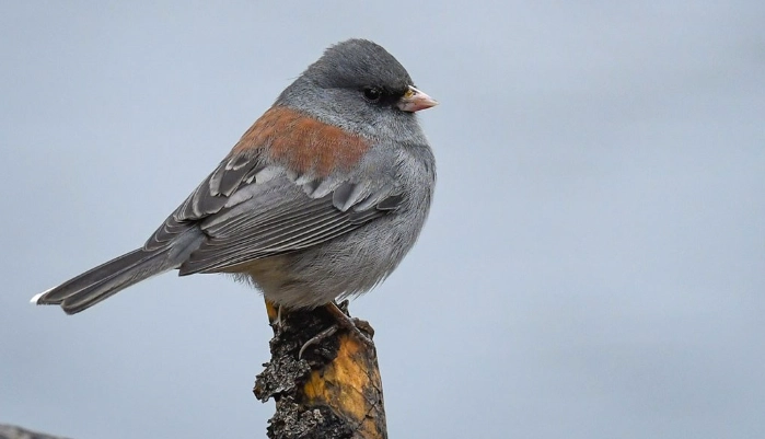 birds in mountainous regions