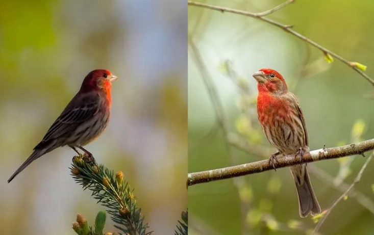 House Finch Purple Finch comparison