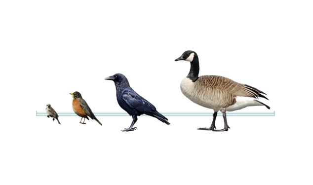 identifying birds by body shape identifying birds by body shape