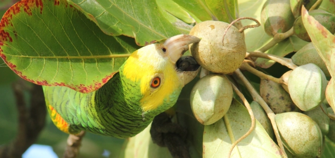 how birds find food how birds find food