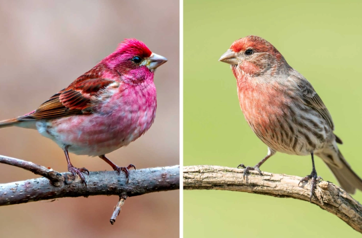 House Finch vs Purple Finch