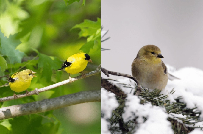 winter birding guide