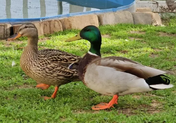 mallard vs duck mallard vs duck