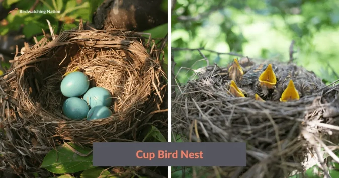 bird nest identification