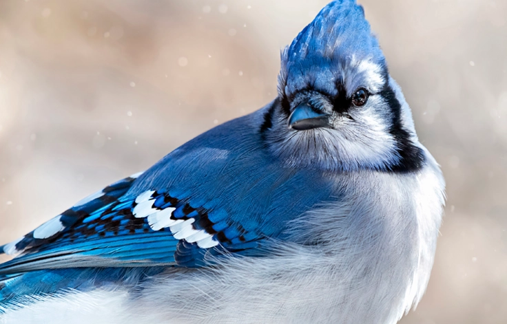 blue jay feather color