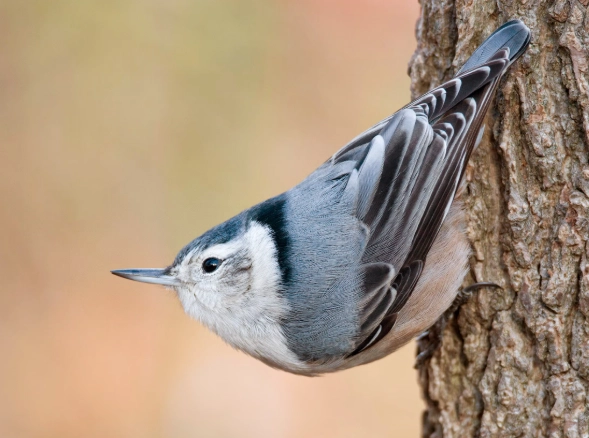Are nuthatches woodpeckers