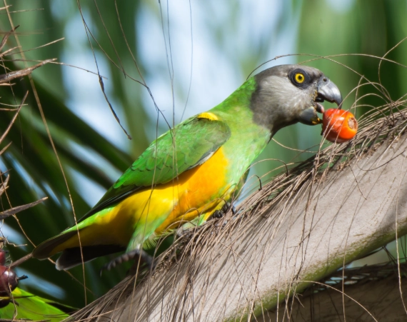 bird foraging behavior bird foraging behavior